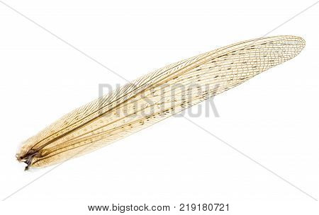 wing grasshopper on a white background . Photos in the studio