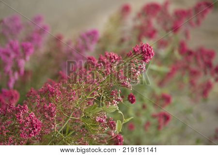 Delicate Pink Wax Flowers with Light Green Background