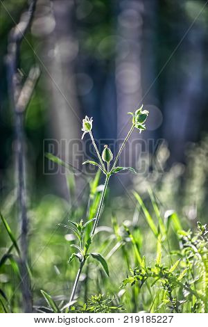 Green grass in counterlight. Beautiful bokeh. Summer sunset landscape.