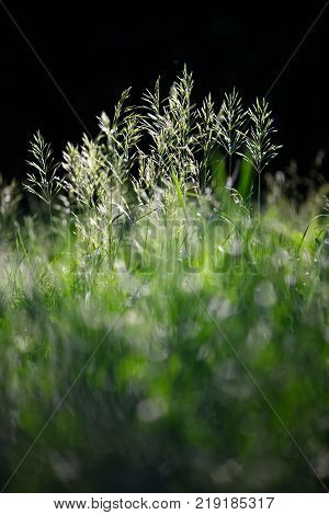 Green grass in counterlight. Beautiful bokeh. Summer sunset landscape.