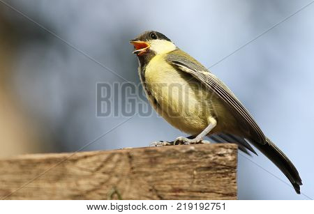 Friendly Bird Paridae with us  , mountain Jastrebac