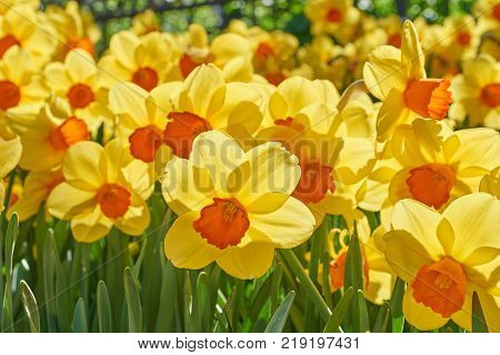 Bright vivid yellow daffodils flowers blooming on sunlit spring meadow against serene blue sky