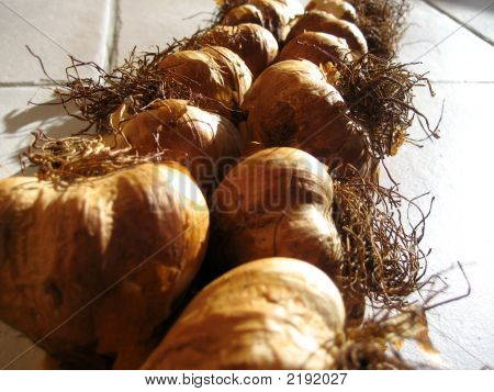 Garlic2