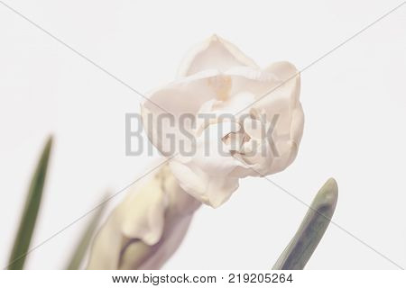 Sweet pastel spring blossoming delicate daffodil, Narcissus with stem, texture, selective focus, soft light flower festive background, card. Valentines day, easter concept
