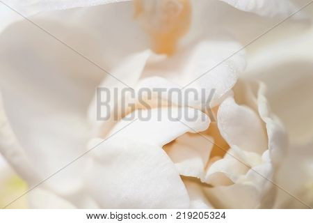 Sweet pastel spring blossoming delicate cream daffodil, Narcissus close-up, texture, selective focus, soft flower festive background, card. Valentines day, easter romantic concept