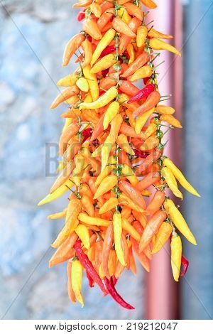 Fresh spicy yellow pepper on Amalfi coast Italy