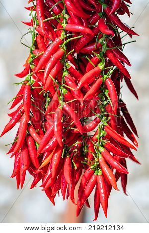 Fresh spicy red pepper on Amalfi coast Italy