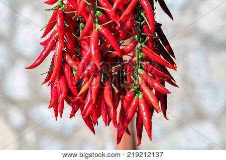 Fresh red pepper on Amalfi coast Italy
