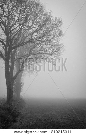 An early morning foggy view of this agraric field with trees and grass and soil in black and white, monochrome