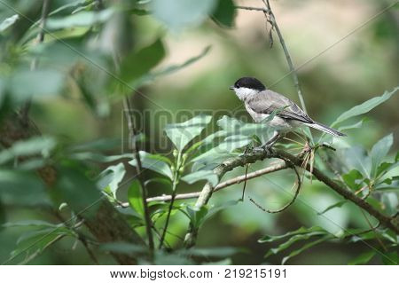 Tit bird on a branch. Tit close up. Great tit, or bolshak, Parus major. Ukraine, 2017.
