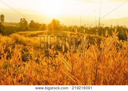 Desho grass Pennisetum pedicellatum at sunset time. Beautiful grass flower. background grass flower and orange light floral background.
