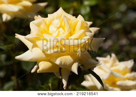 Rose Hybrid Tea Grandpa Dickson. large yellow flower