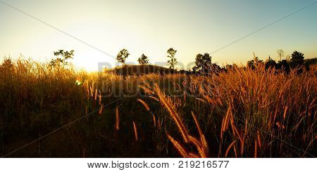 Desho grass Pennisetum pedicellatum at sunset time. 