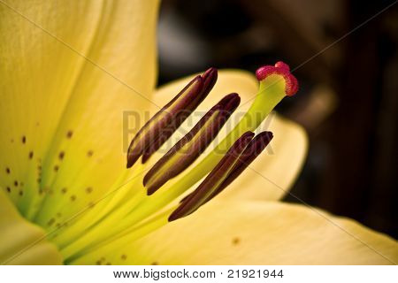 Lis jaune du jardin - Macro.