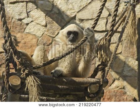 Adult lar gibbon ape, Hylobates lar, is sitting on high platform and holds a rope. A monkey has black snout and brown hair.