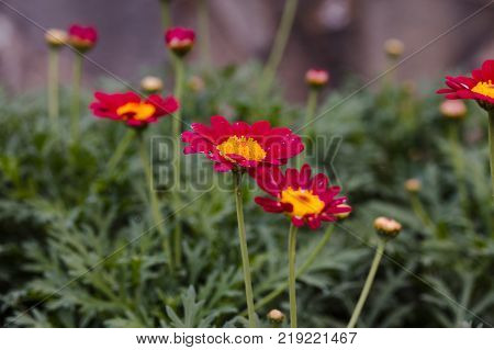 Red flowers of Pyrethrum close up. Sumer background.