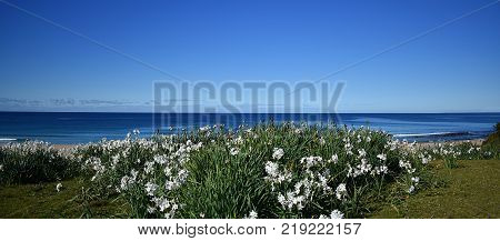 White flowers at an Australian beach destination