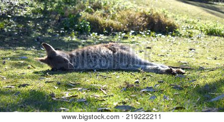 A kangaroo resting at the beach in Australia