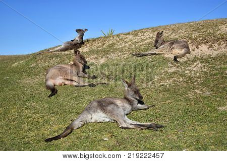 Four kangaroos lazing about at the beach