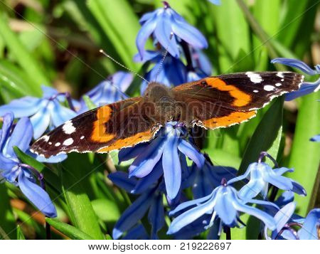Red Admiral on snowdrop flower in forest of Thornhill Canada April 17 2017