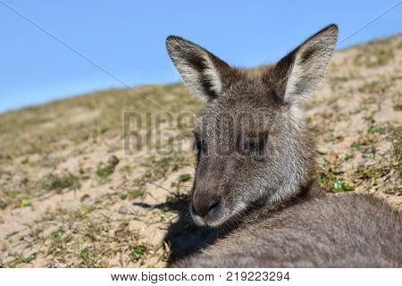 A kangaroo relaxing on the beach in Australia