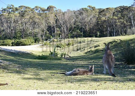 Two kangaroos relaxing at an Australian beach