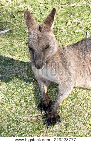 A kangaroo relaxing at the beach in Australia