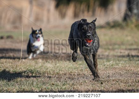 Dutch Shepherd Dog Runs With A Toy And A Corgi Is Blurred In Background Chasing.