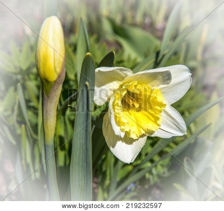 White and yellow daffodils in a park, white vignette