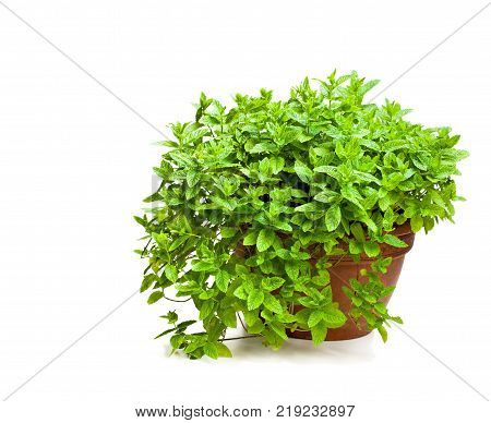 Mint plant in clay pot isolated on white