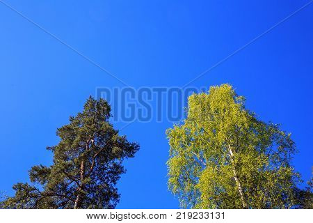 Green rowns of birch and pine trees against the blue sky in spring