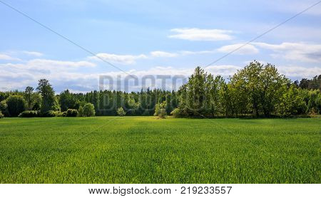 Green field and blue sky. Summer landscape. Latvia