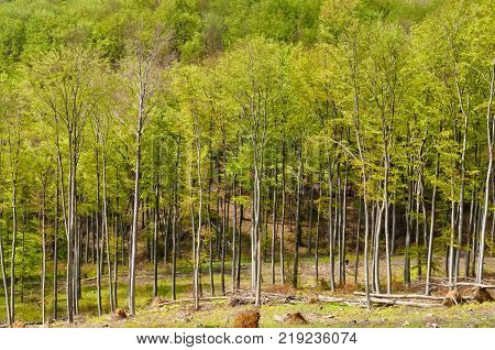 Woodland landscape beech tree forest in spring Matra Hills Hungary