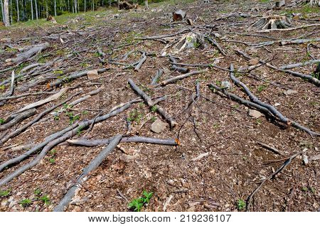 Big beech tee stumps logs and branches in a clearcut area