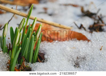 Snowdrop flower in frosty morning sprout out through snow with background white snow and dry leaf,  spring symbol garden in Belgium.