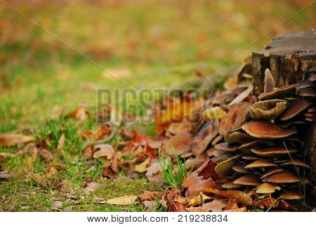 Group of mushroom sprout out from wood in park autumn season in europeBelgium