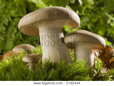 Champignon