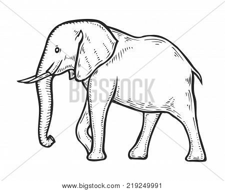 Hand drawn Elephant. Tropical exotic animal vector illustration. Engraved mammal elephant.