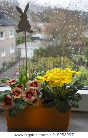 Flower box with colorful flowers on the terrace in the spring. Flowers in pots. Flowers in plastic pots. Flower case. Ranunculus. Primrose. Primula. Ivy.Viola tricolor