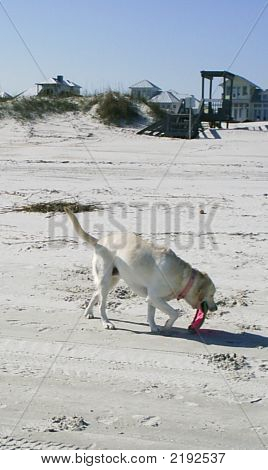 Plajda oynayan köpek
