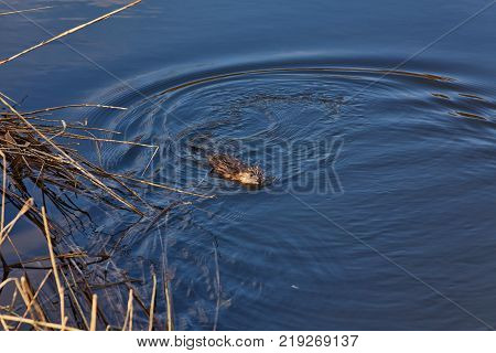 Muskrat Ondatra Zibethicus swims along in reflective and sparkling clear blue water