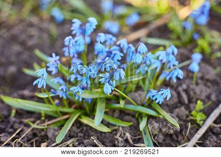 Early spring Blue Scilla Squill blossom background