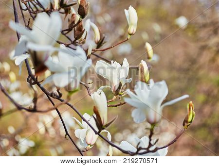 White magnolia flowering background. Botanical background. Magnolia blossom in the garden.