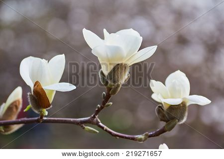 White magnolia flowering background. Botanical background. Magnolia blossom in the garden.