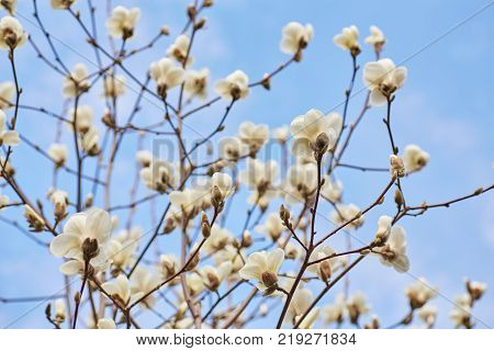 White magnolia flowering background. Botanical background. Magnolia blossom in the garden.