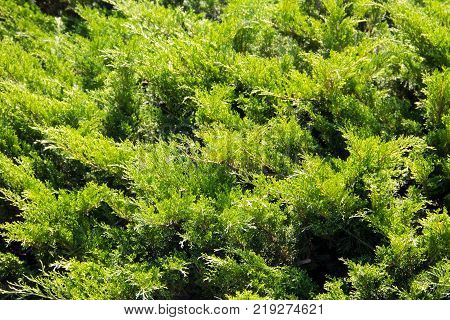 Natural Background Of The Green Juniper Bushes