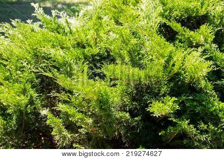 Natural Background Of The Green Juniper Bushes