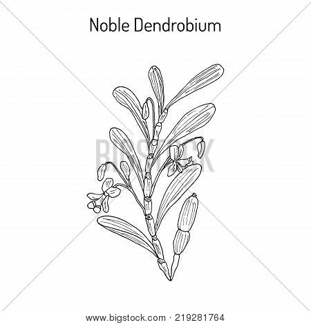 Noble Dendrobium, ornamental and medicinal plant. Hand drawn botanical vector illustration