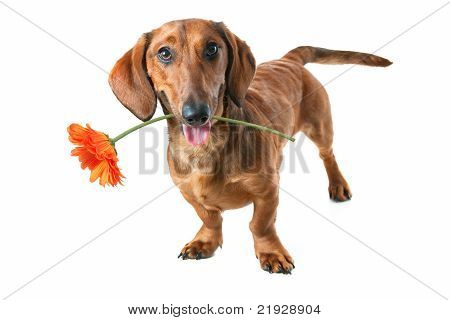 Dachshund