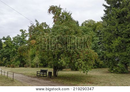 Autumnal  forest with venerable trees and  wild apple fruits, located  in National monument of landscape architecture Park  in former time royal palace on outskirts of Sofia, Bulgaria, Europe